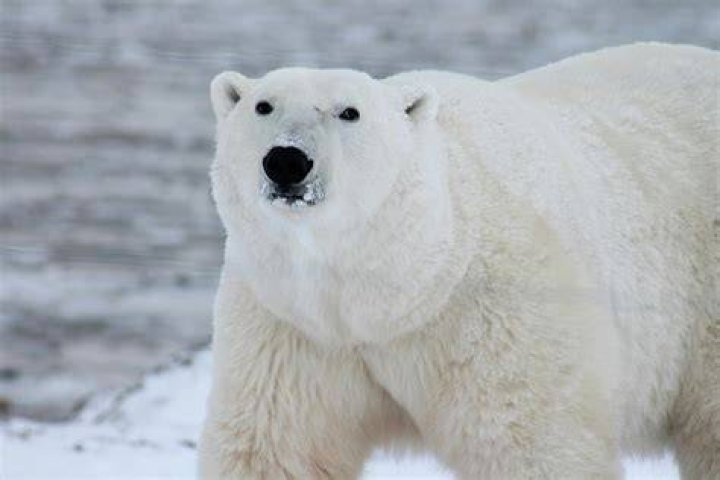 Are polar bears really white?