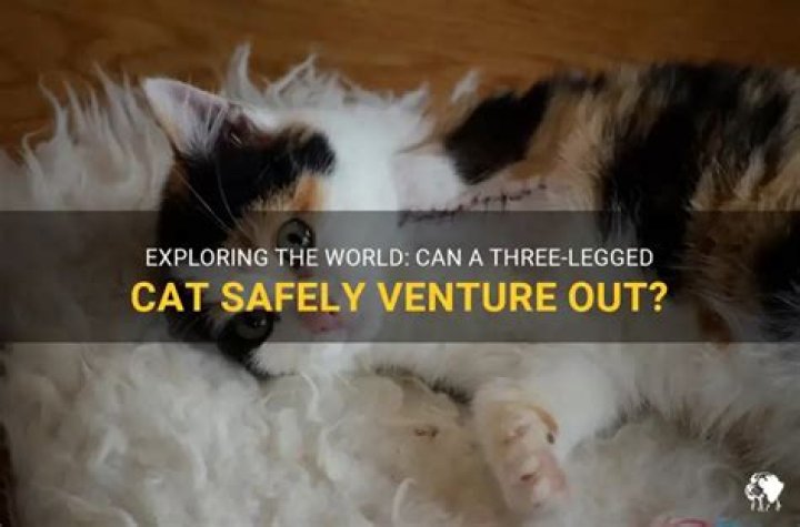 Can three legged cats go outside?