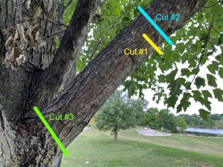 Can you cut the top off a maple tree?