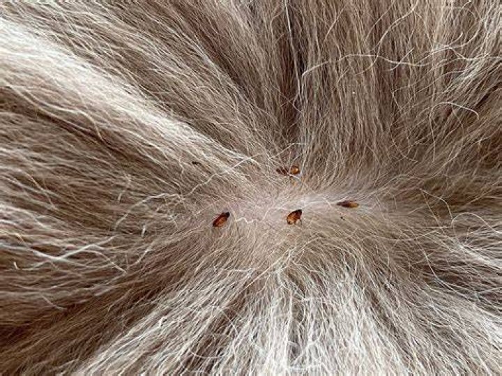 Can you drown fleas off a cat?