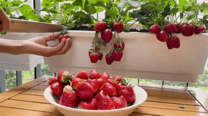 Can you grow strawberries indoors in the winter?
