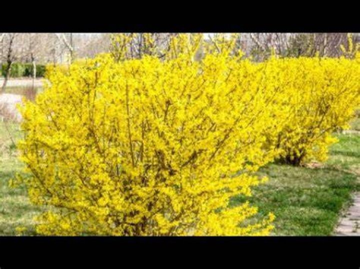 Can you split a forsythia bush?