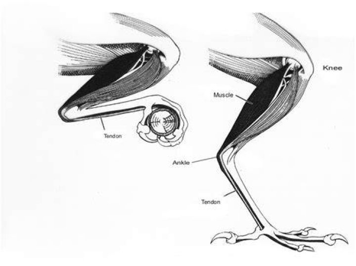 Do birds have leg muscles?
