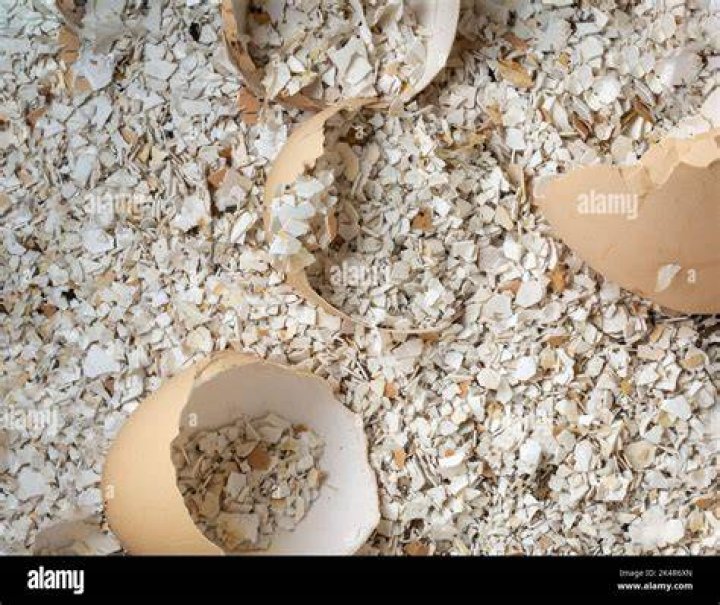Do crushed eggshells stop slugs?