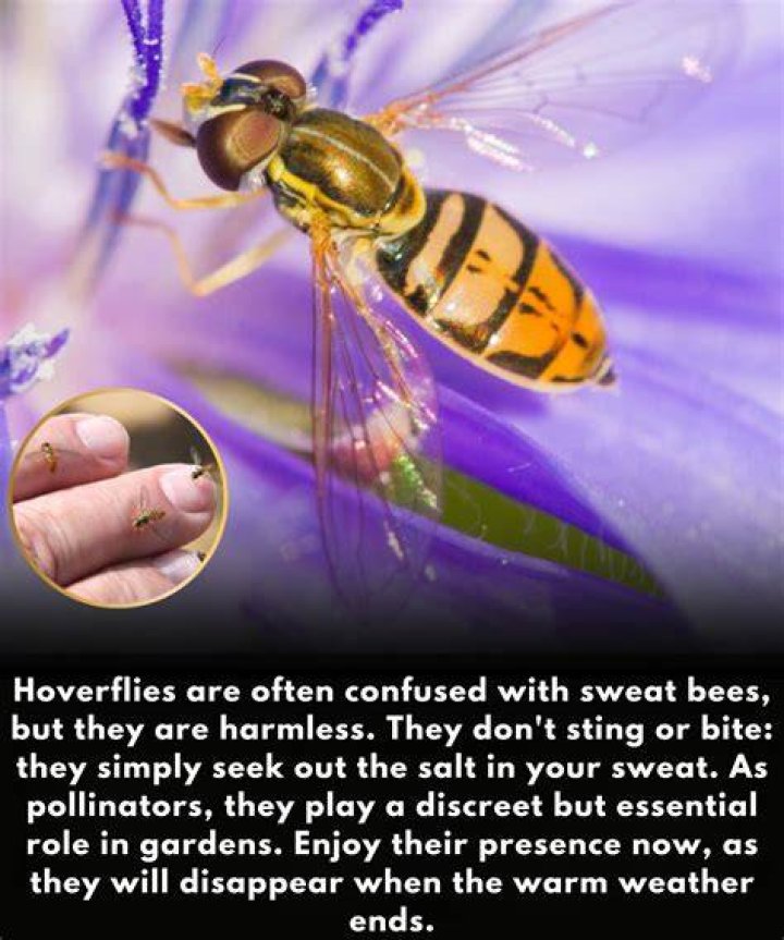 Do Hoverflies sting or bite?