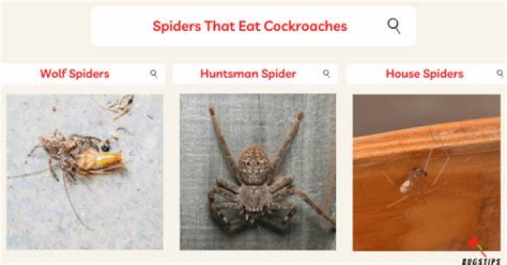 Do spiders eat cockroaches?