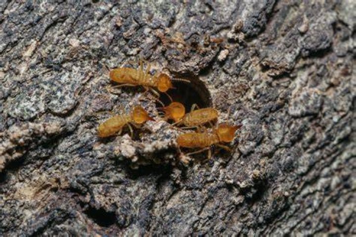 Do termites attack trees? | ContextResponse.com