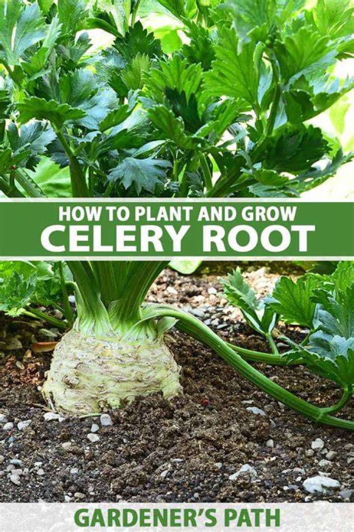 Does celery have roots? | ContextResponse.com