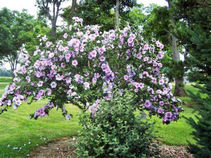 Does Rose of Sharon need fertilizer?
