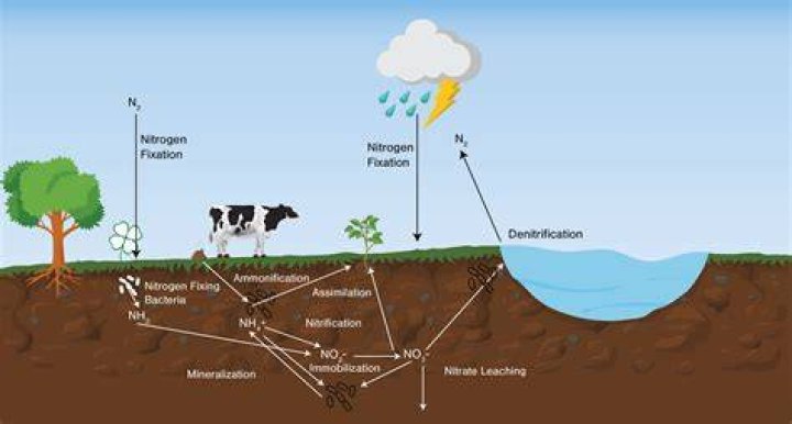Does soil have nitrogen? | ContextResponse.com