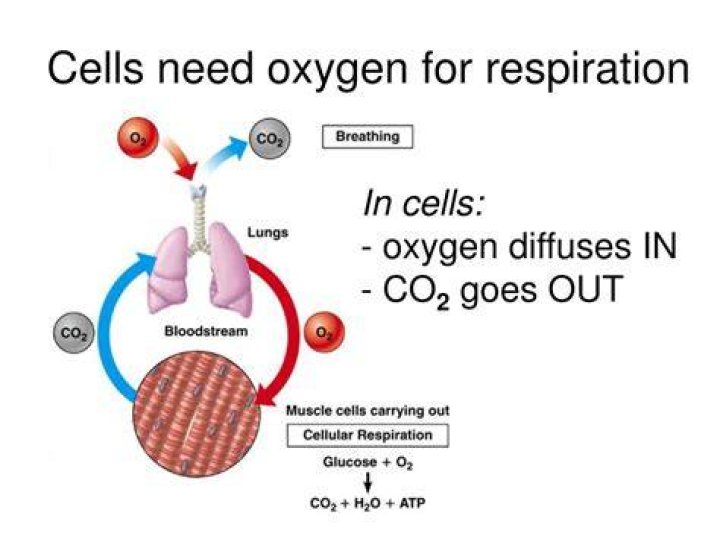 For which process there is no need of o2 in respiration?