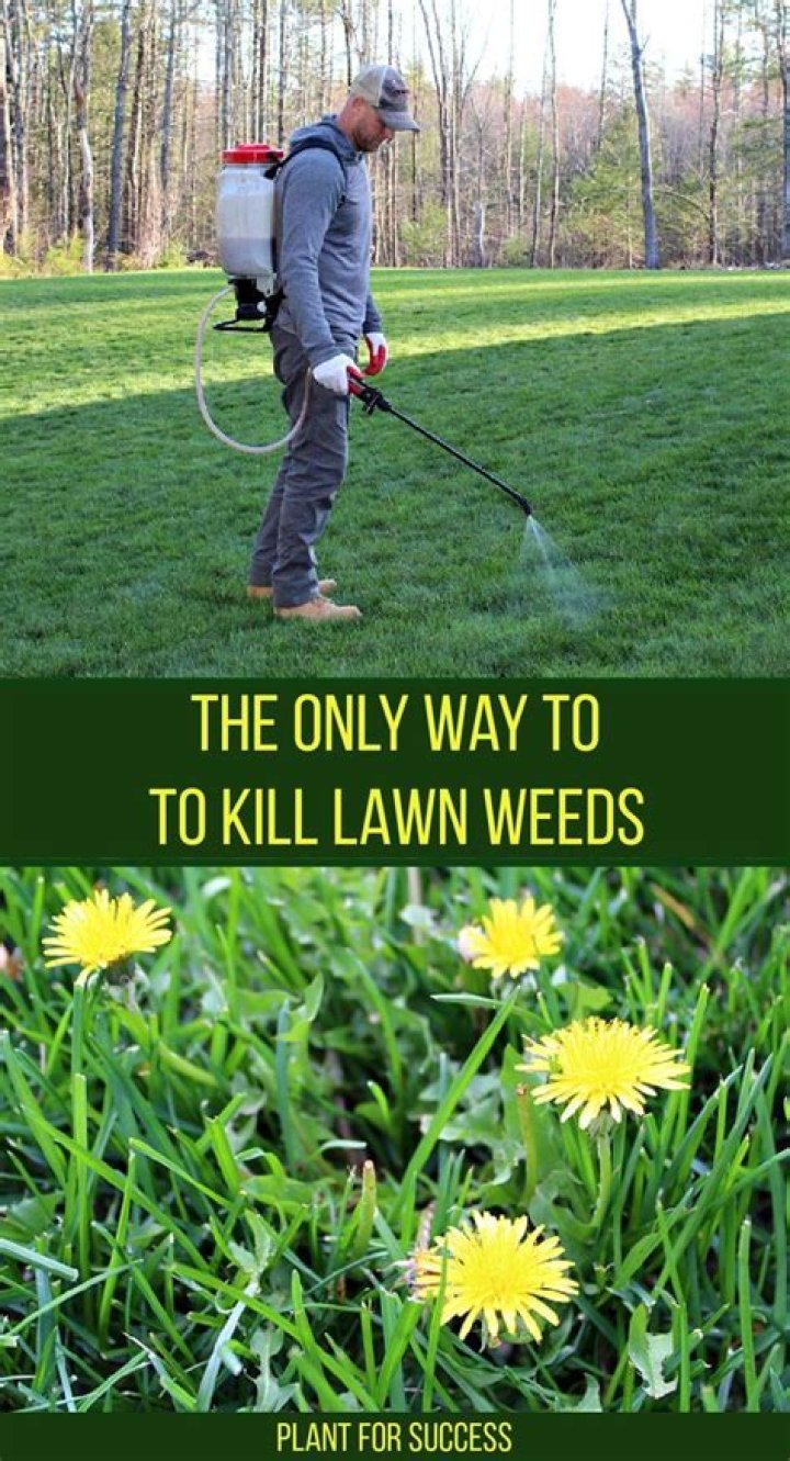 How do I kill weeds in my lawn in Florida?
