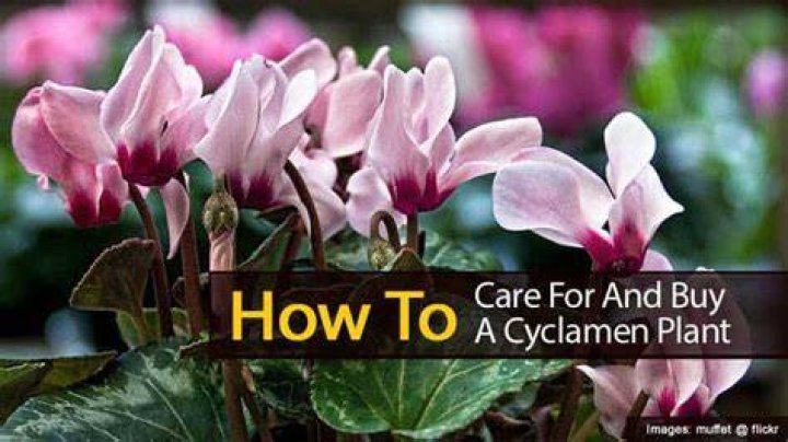 How do you care for a mini cyclamen?