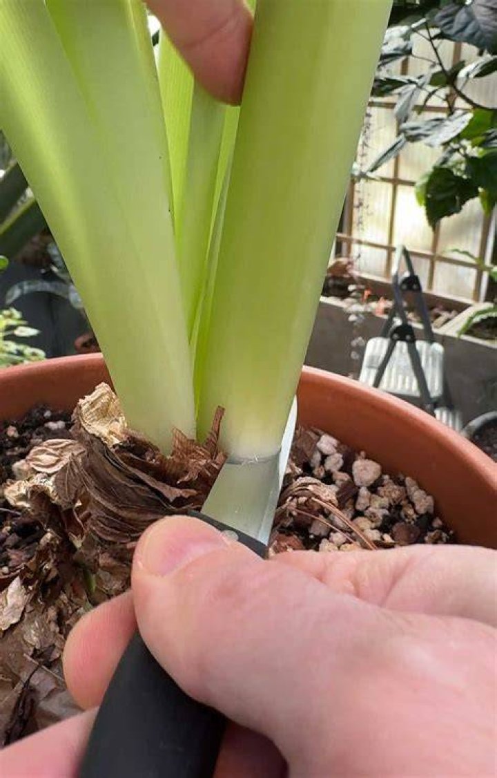How do you cut Amaryllis stalks?