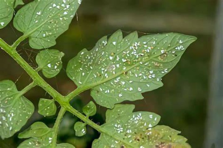 How do you get rid of whiteflies on tomato plants?