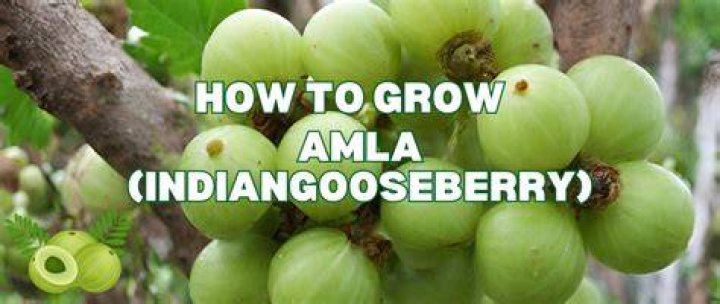 How do you grow Amla from seed?