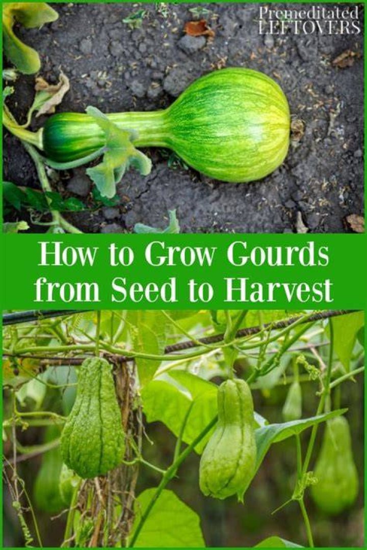 How do you harvest gourds?