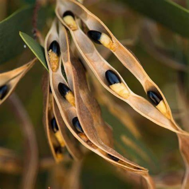 How do you plant a wattle seed?