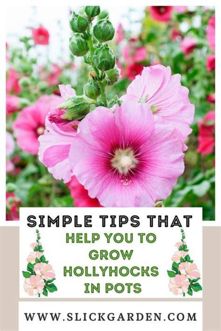 How do you plant hollyhocks?
