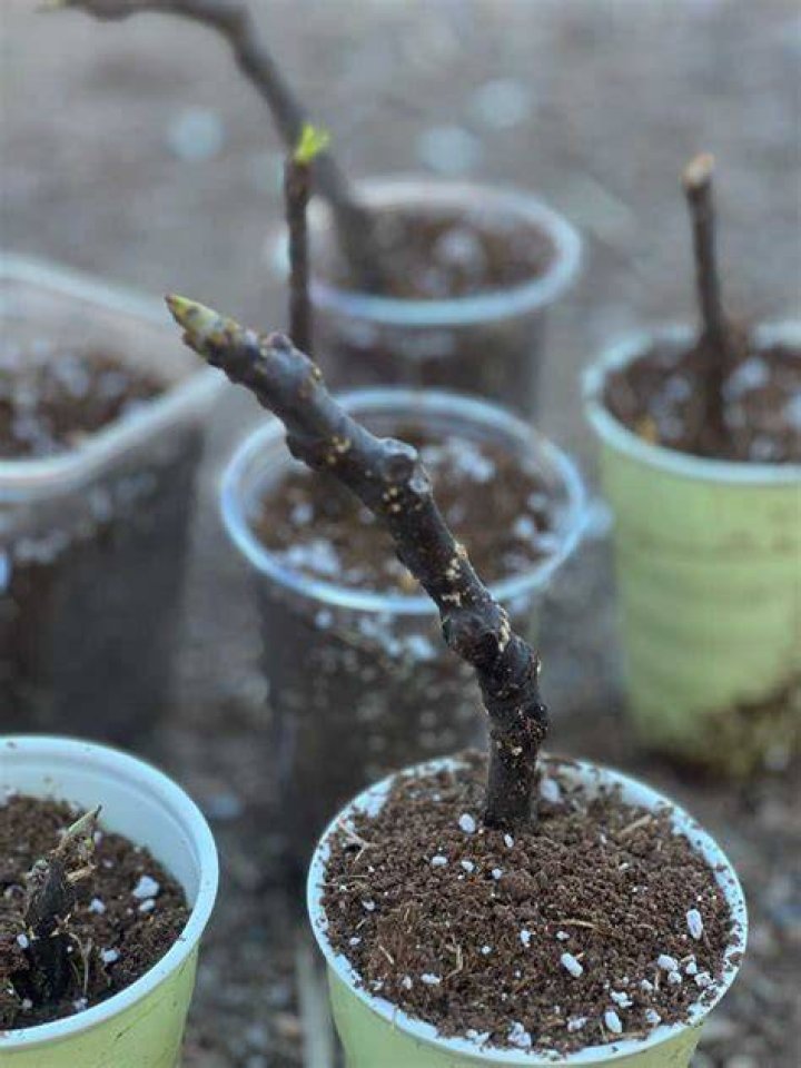 How do you propagate fruit trees from cuttings?