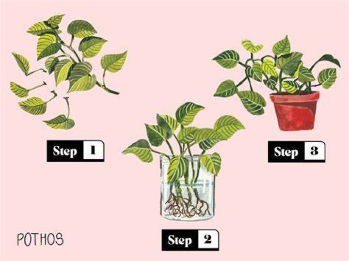 How do you propagate Hebes from cuttings?
