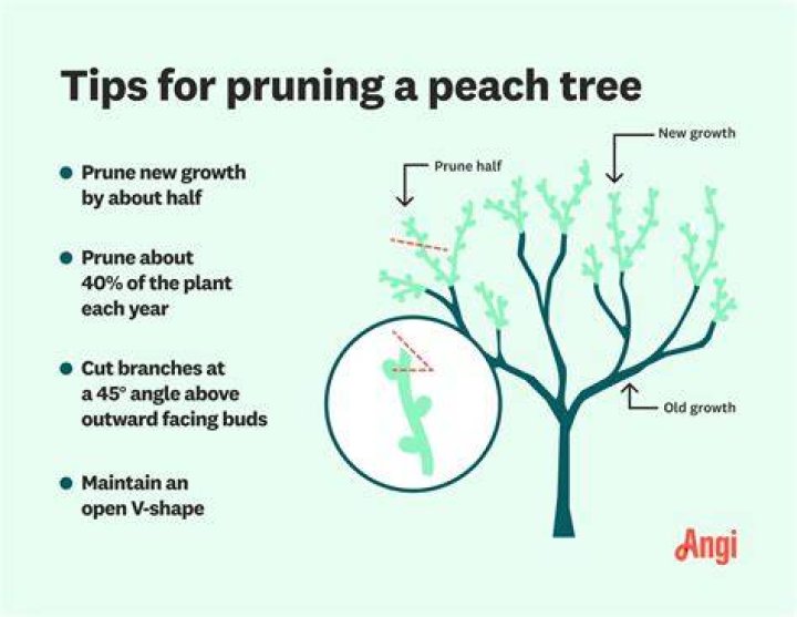 How do you prune Anacharis?
