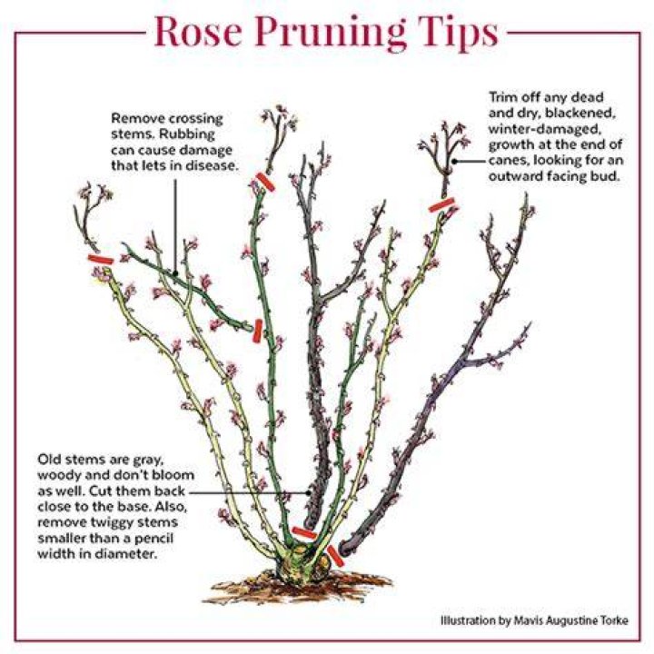 How do you prune roses in Texas?