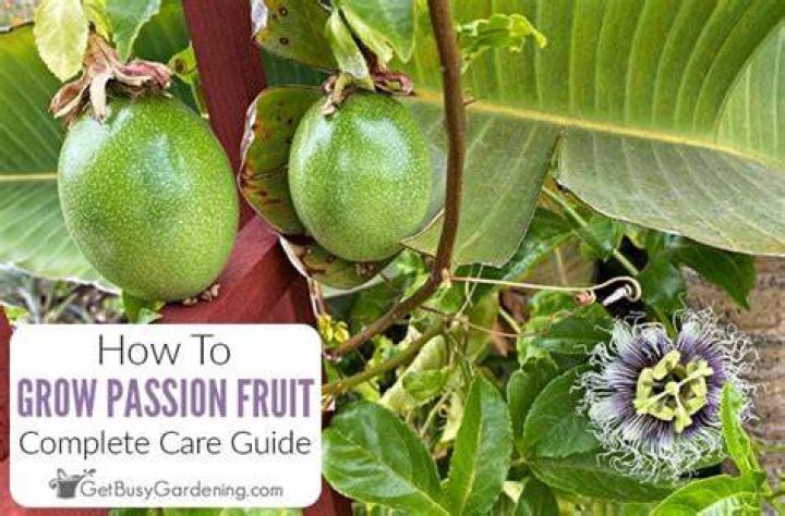 How do you take care of a passion fruit plant?
