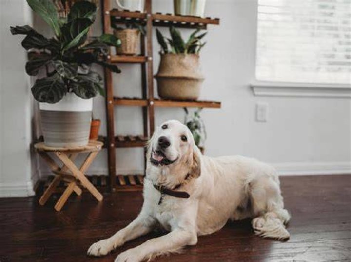 How do you take care of hardwood floors for dogs?