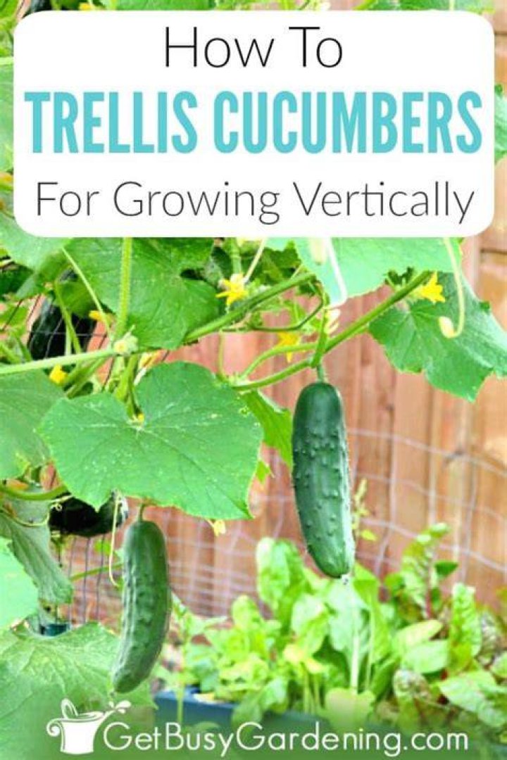 How do you train cucumbers?
