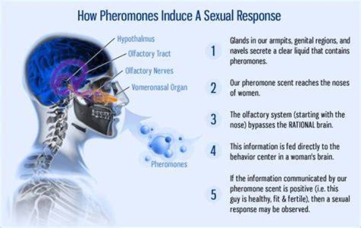 How does a pheromone work?
