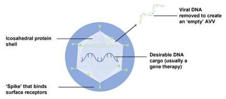 How does an AAV work?