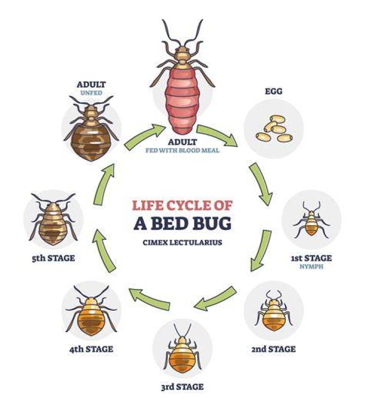 How does bed bug spread?