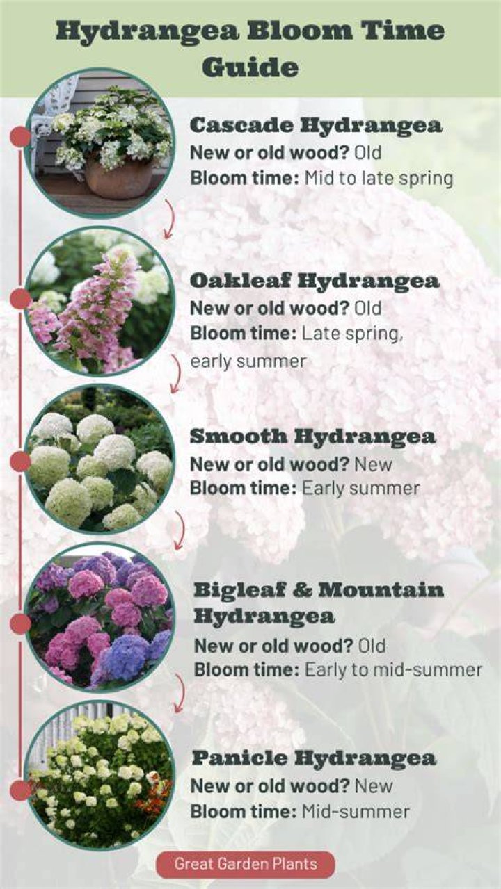 How fast does a climbing hydrangea grow?