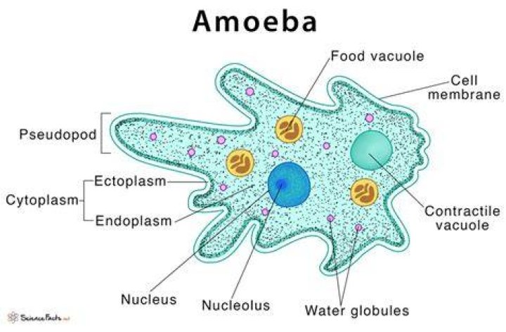 How is an amoeba classified?
