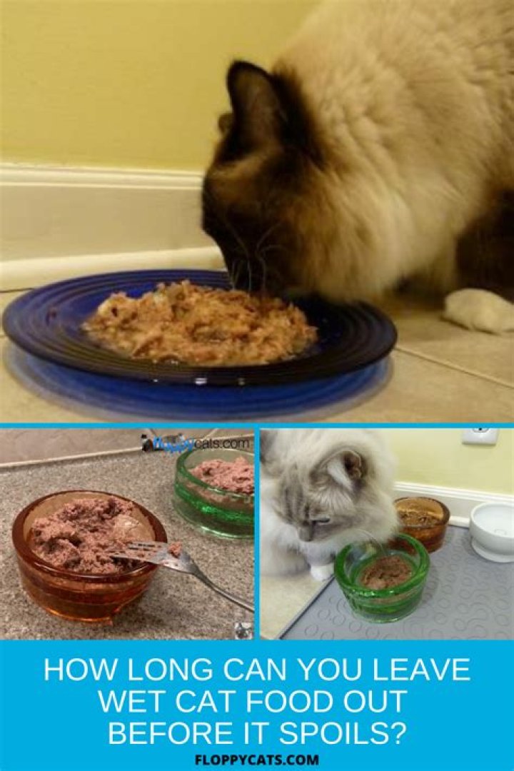 How long can wet cat food be left out for?