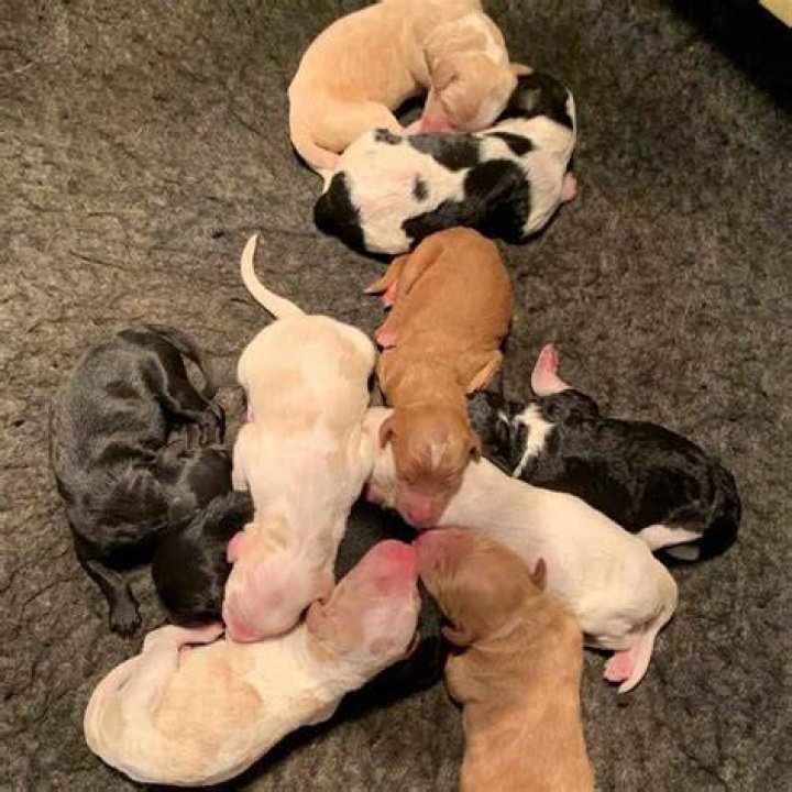How long do dogs carry a litter?