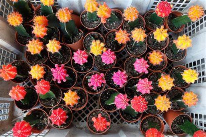 How long does a Ruby Ball Cactus live?