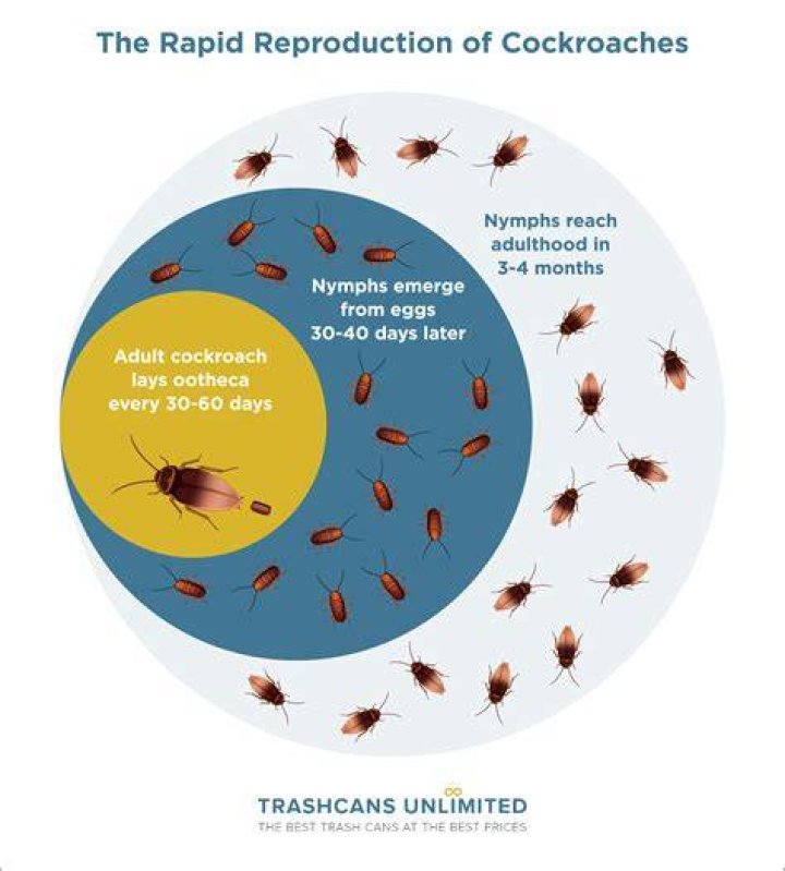How long does it take for a cockroach egg to hatch?