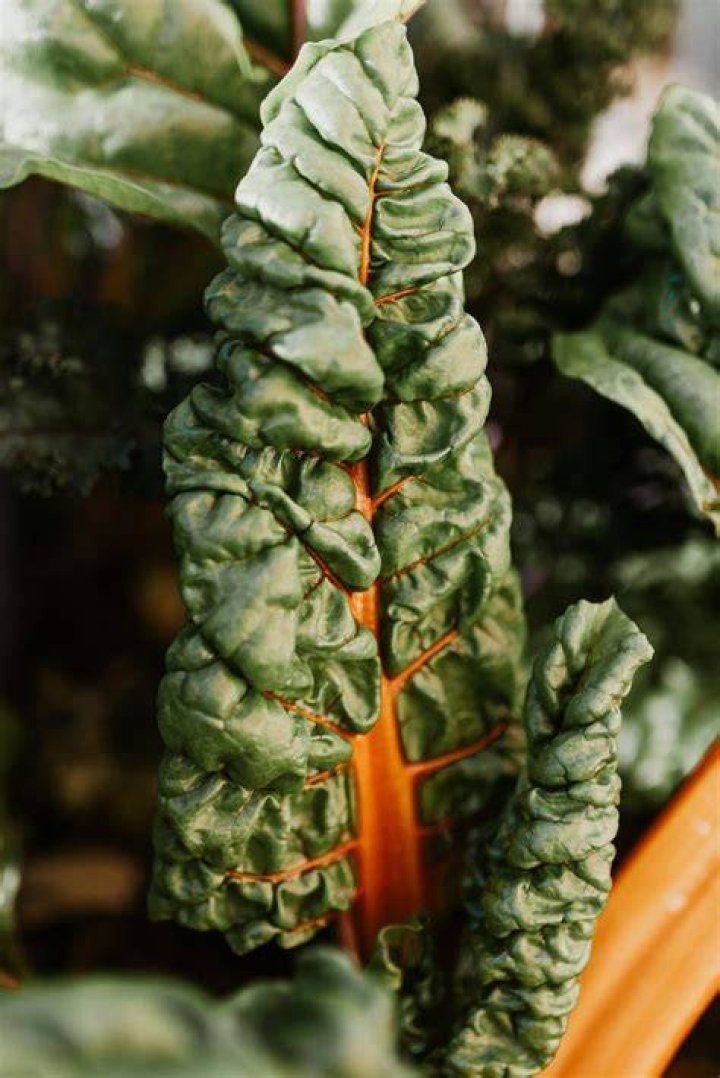 How long does Swiss chard keep in the fridge?