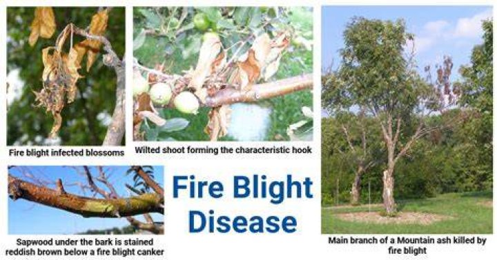 Is fire blight curable? | ContextResponse.com