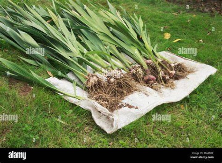 Should gladiolus be dug up in the fall?