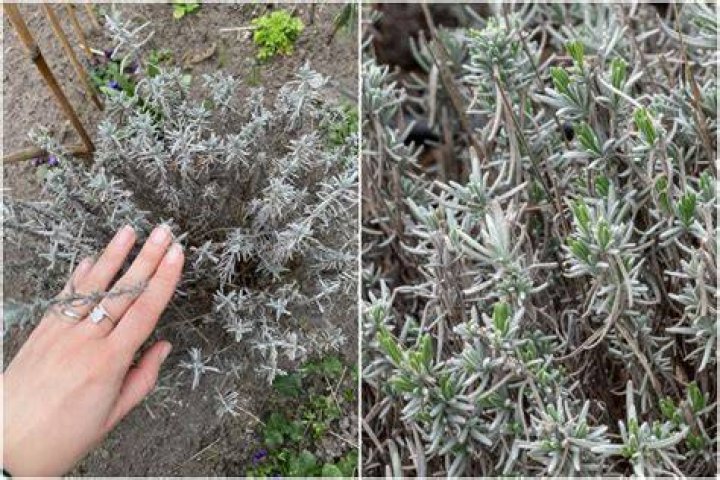 Should I cut back French lavender?
