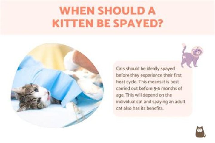 What age can a kitten be spayed?