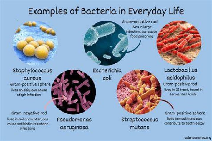 What are some positive uses for bacteria?