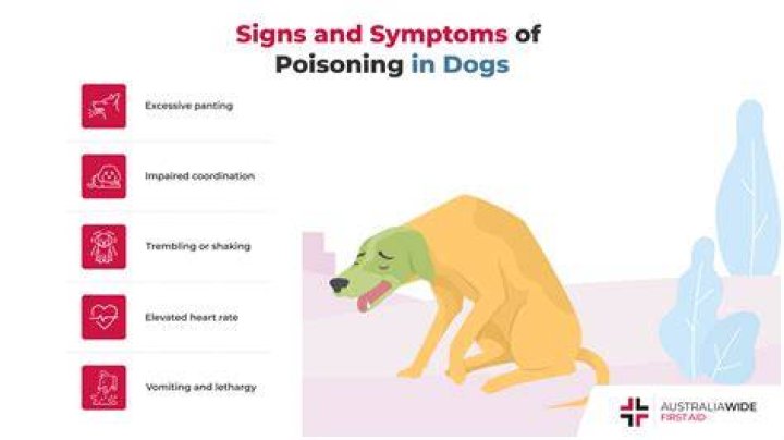 What are the symptoms of poisoning in dogs?