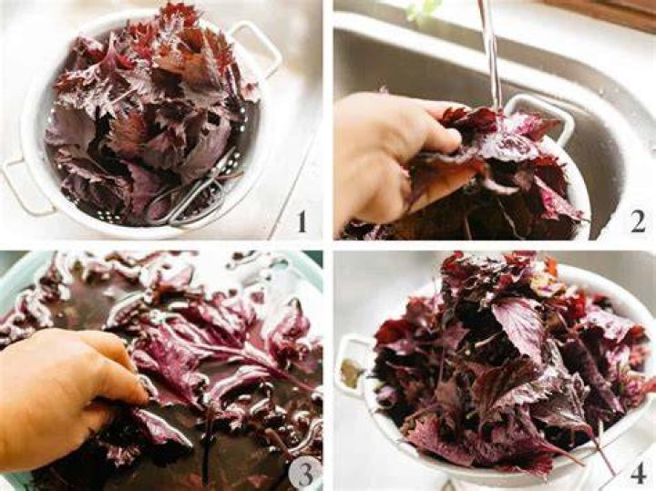 What can I do with red shiso?