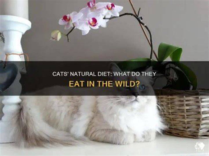 What do cats naturally eat?
