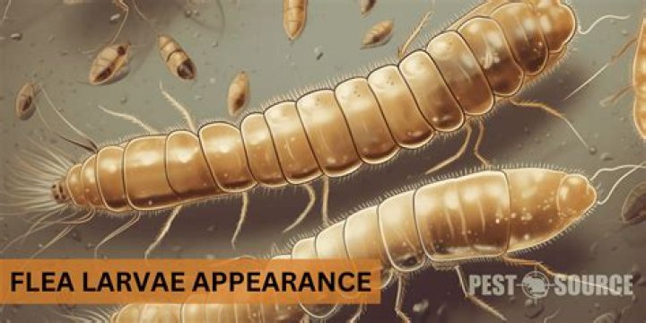 What do flea larvae look like?