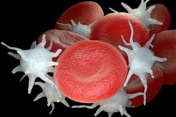 What do platelets possess? | ContextResponse.com